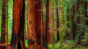 redwood-credit-union-car-loan-your-ultimate-guide-to-driving-away-with-the-best-deal