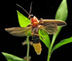 firefly-credit-union-car-loan-rates-your-ultimate-guide-to-smart-auto-financing